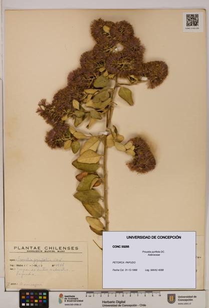 Proustia pyrifolia [Espécimen: UDEC:CONC:0033255]