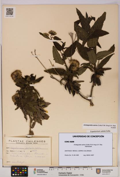 Aristeguietia salvia [Espécimen: UDEC:CONC:0033256]