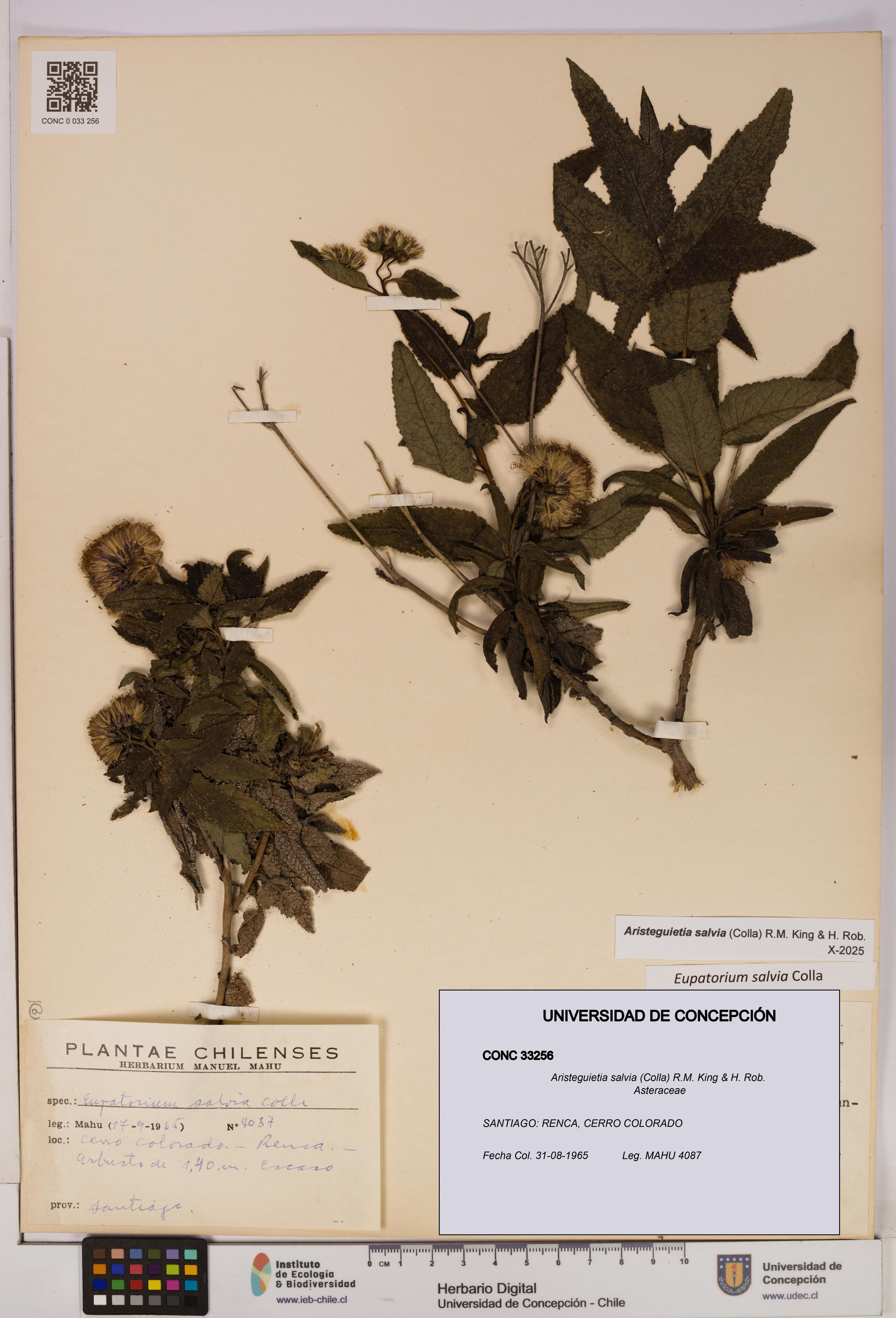 Aristeguietia salvia [Espécimen: UDEC:CONC:0033256]