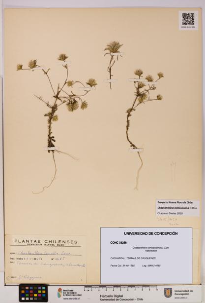 Chaetanthera ramosissima [Espécimen: UDEC:CONC:0033258]