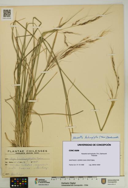 Nassella lachnophylla [Espécimen: UDEC:CONC:0033259]