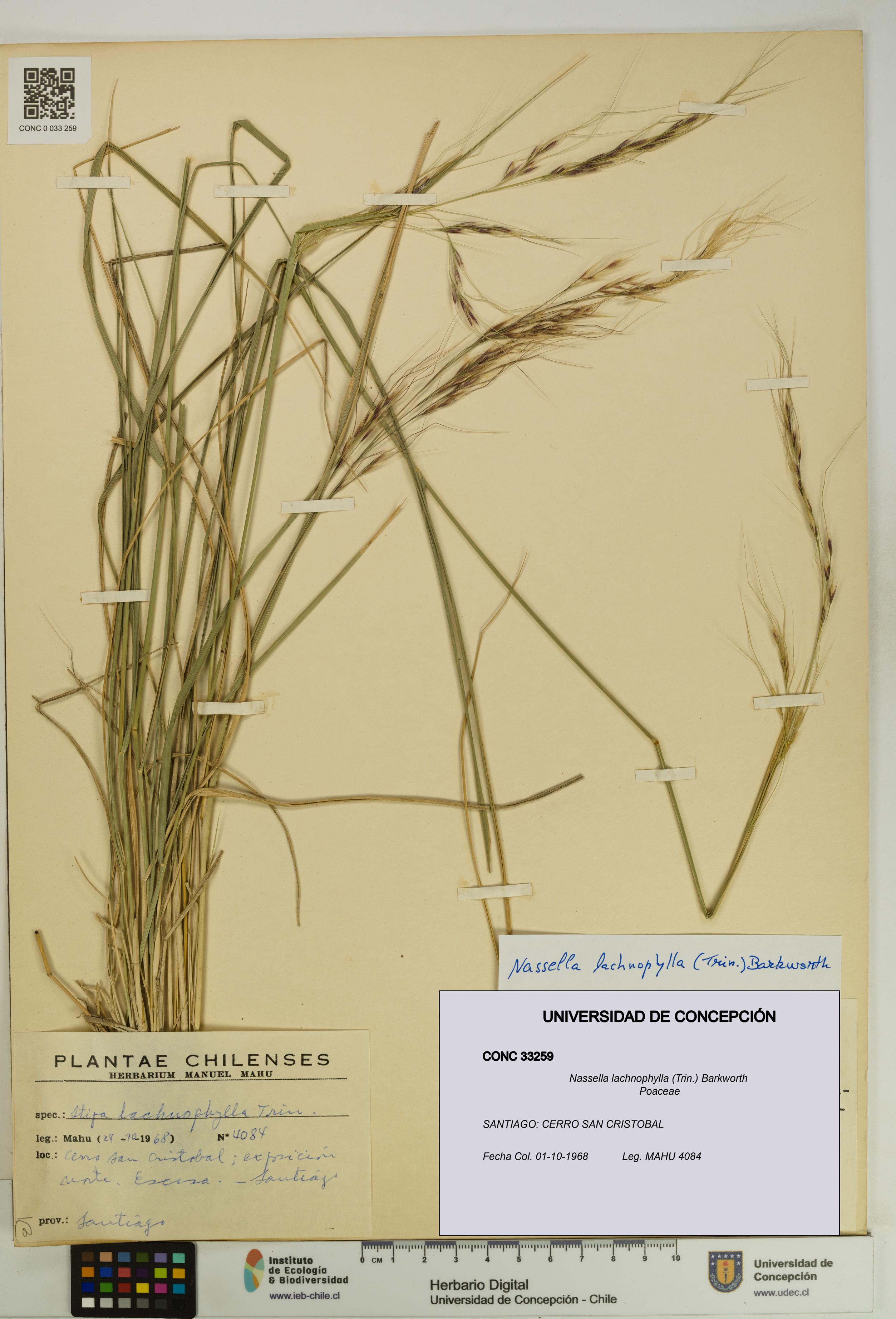 Nassella lachnophylla [Espécimen: UDEC:CONC:0033259]