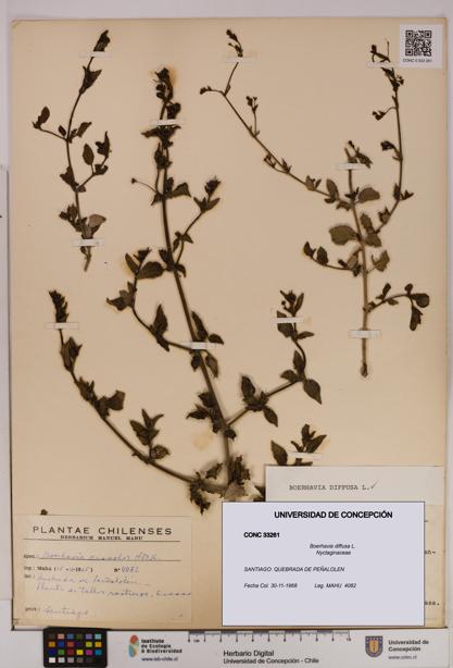 Boerhavia diffusa [Espécimen: UDEC:CONC:0033261]