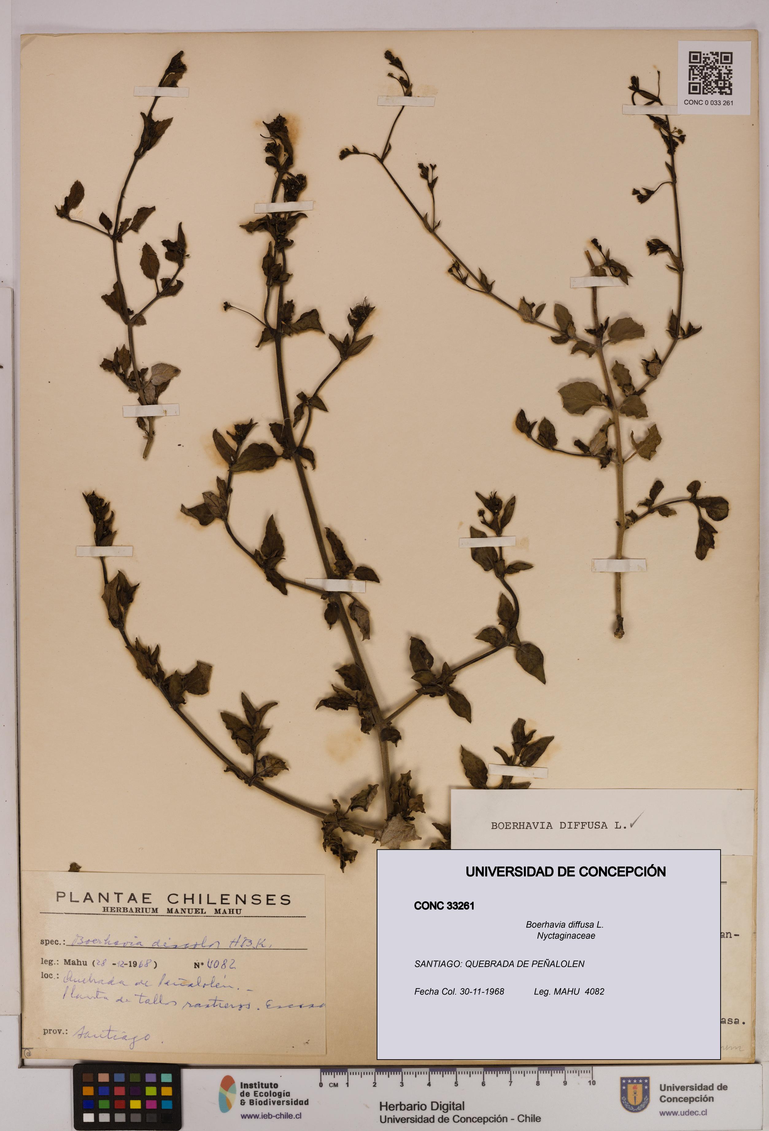 Boerhavia diffusa [Espécimen: UDEC:CONC:0033261]