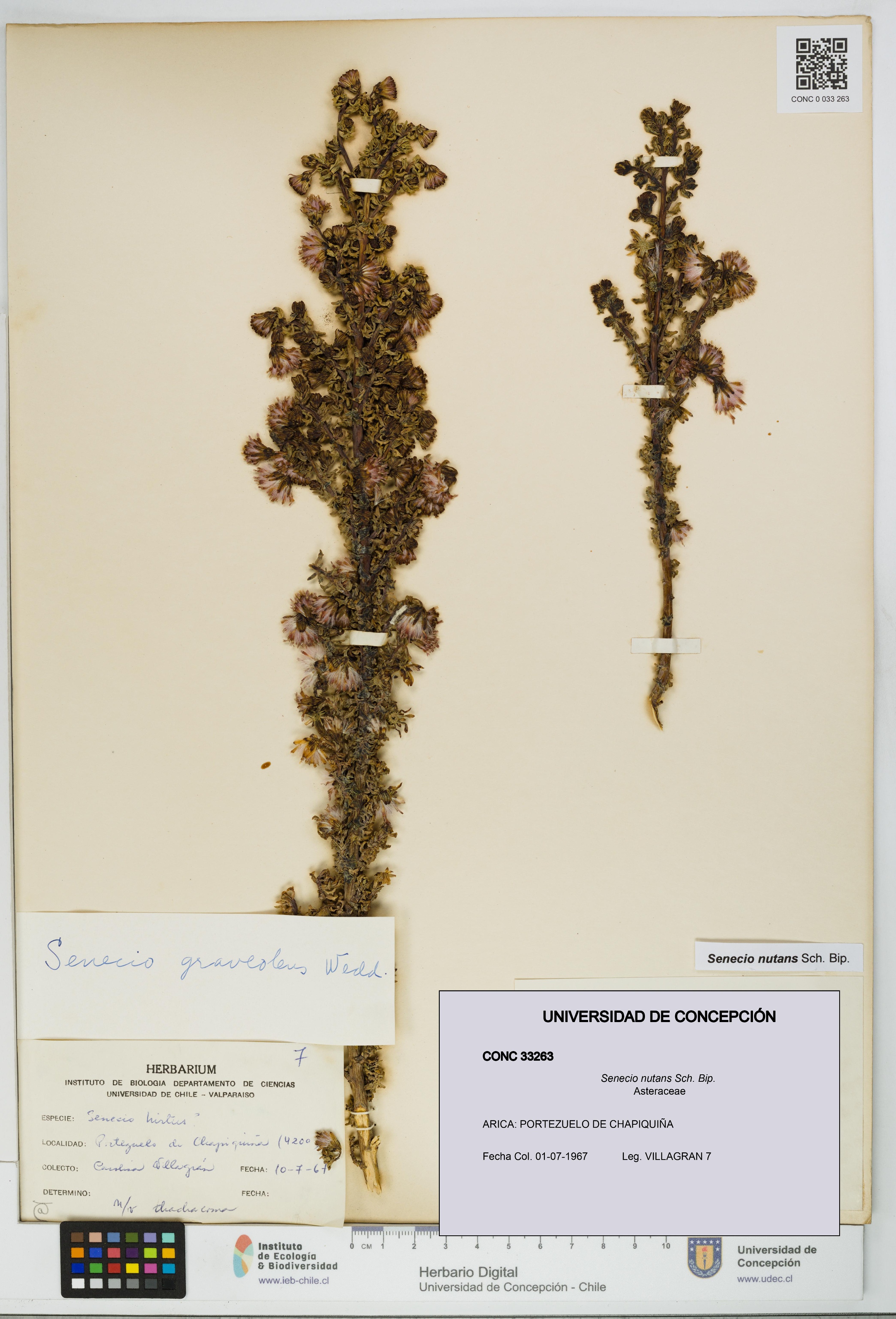 Senecio nutans [Espécimen: UDEC:CONC:0033263]