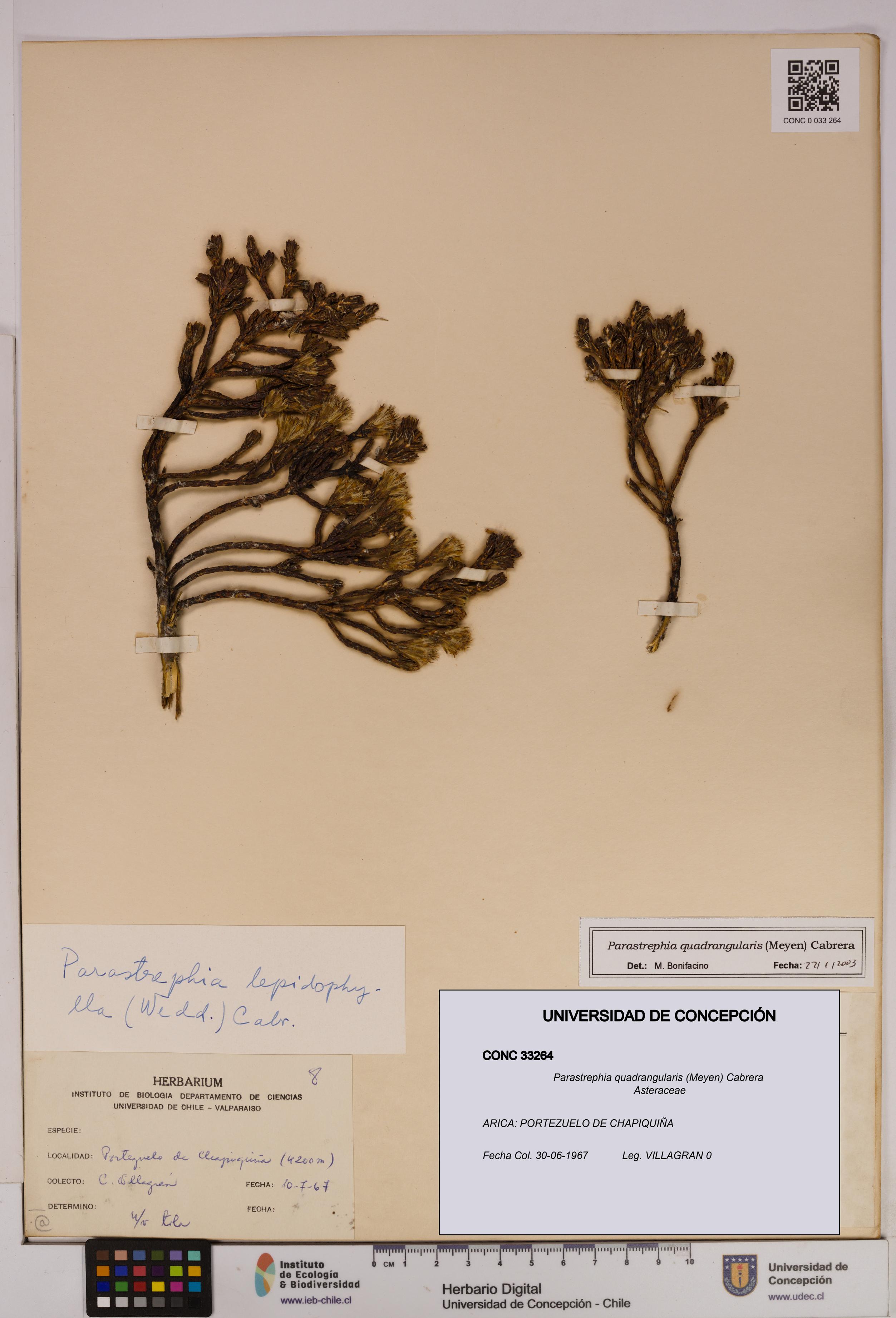 Parastrephia quadrangularis [Espécimen: UDEC:CONC:0033264]