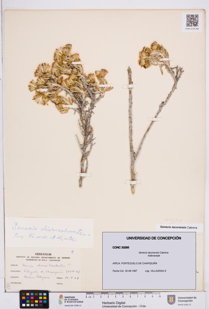 Senecio tacorensis [Espécimen: ]