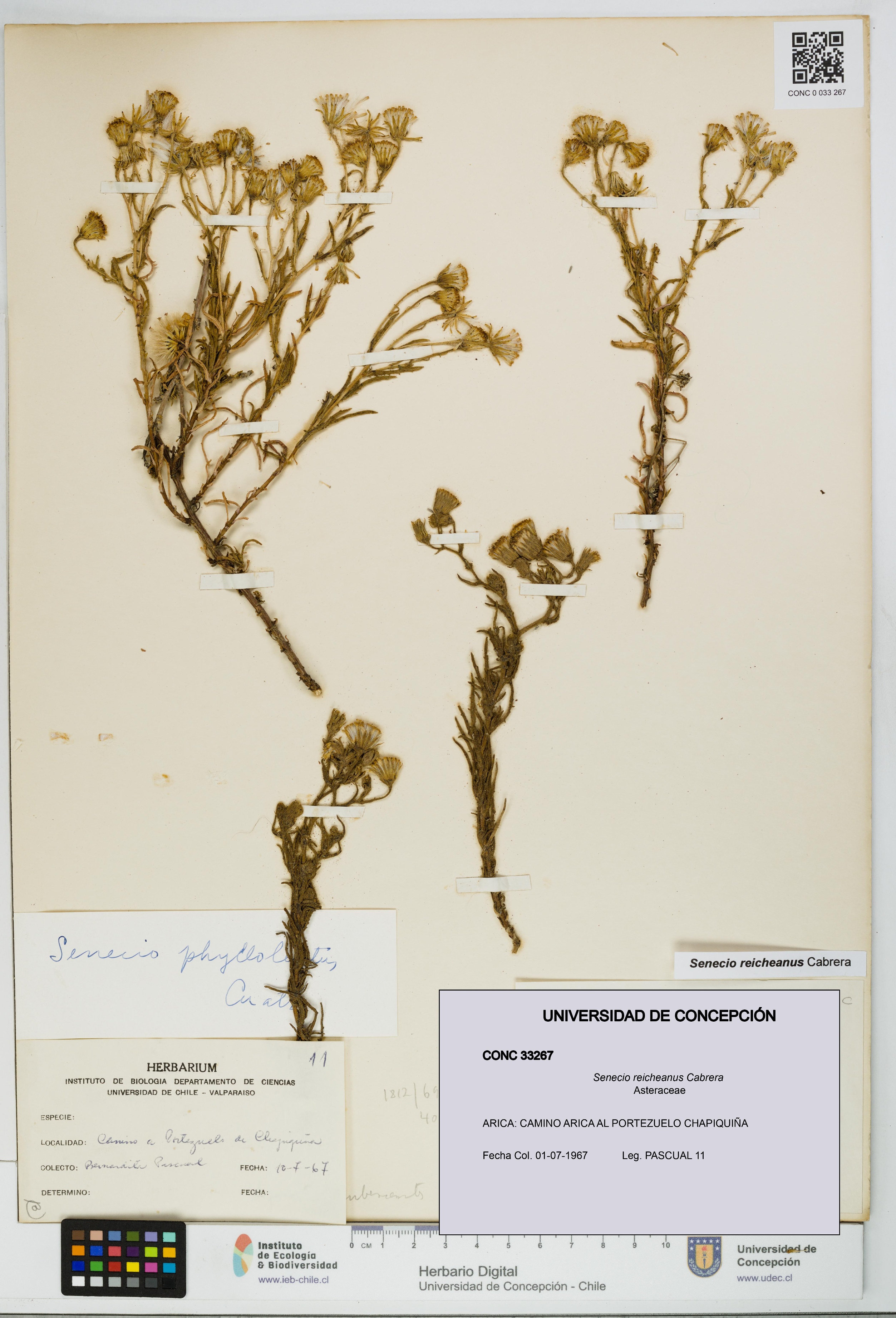 Senecio reicheanus [Espécimen: UDEC:CONC:0033267]