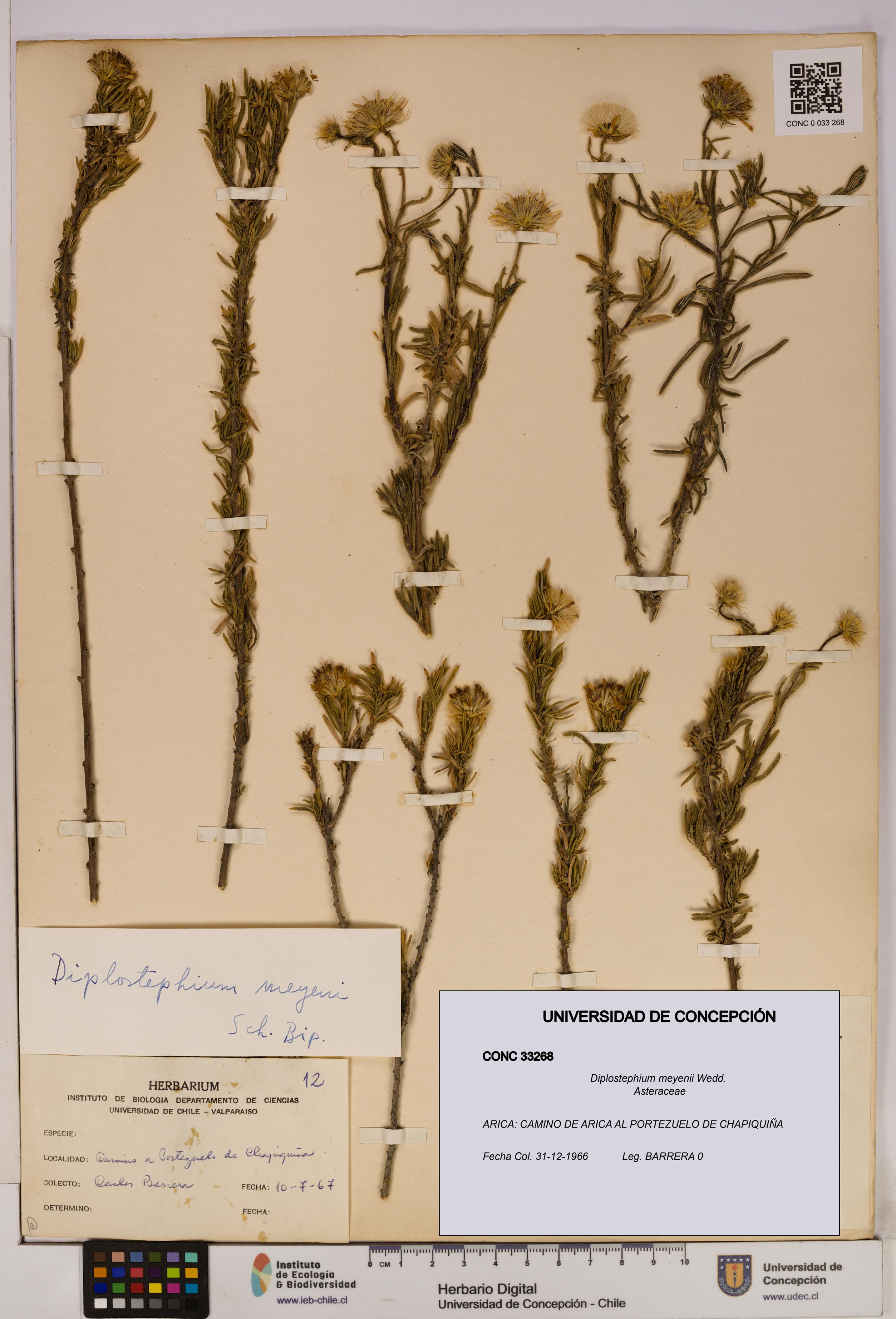 Diplostephium meyenii [Espécimen: UDEC:CONC:0033268]