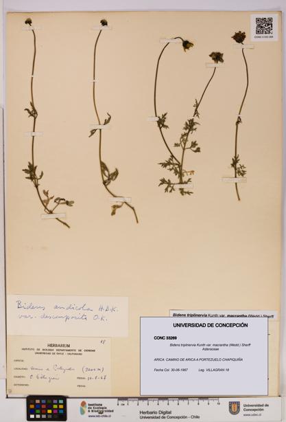 Bidens triplinervia [Espécimen: UDEC:CONC:0033269]