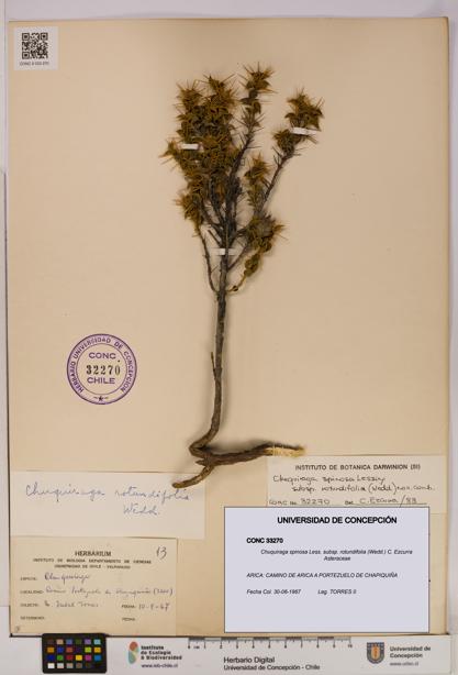 Chuquiraga spinosa subsp. rotundifolia [Espécimen: UDEC:CONC:0033270]