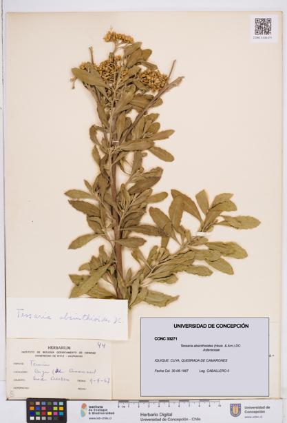 Tessaria absinthioides [Espécimen: ]