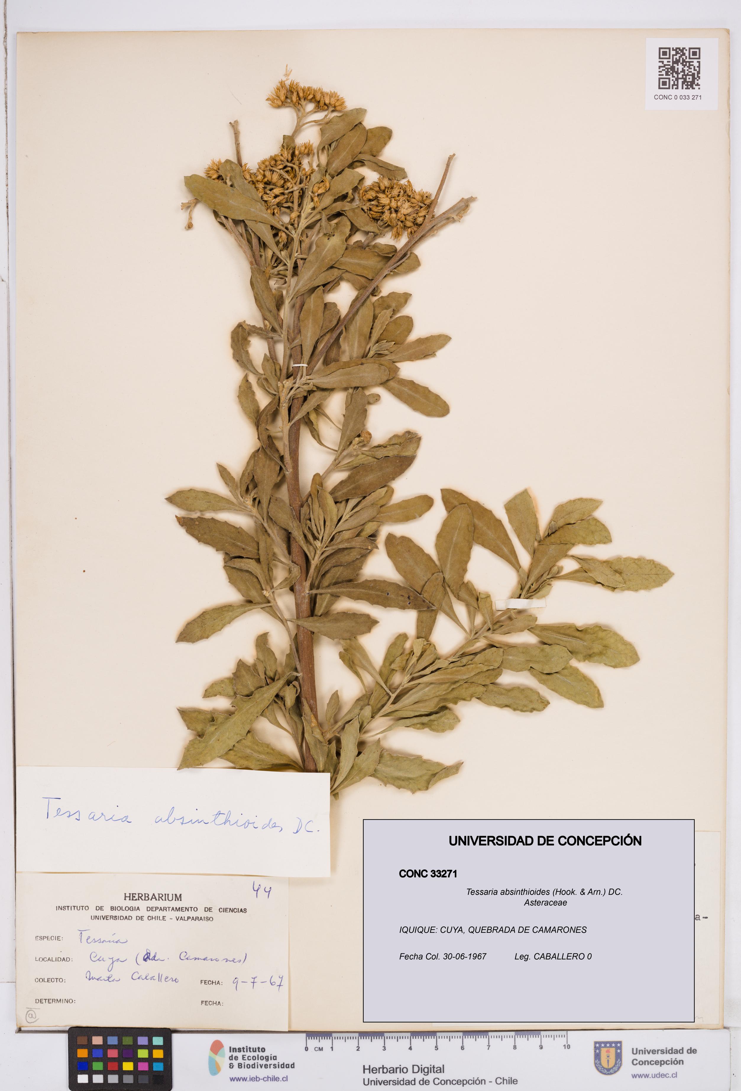 Tessaria absinthioides [Espécimen: ]