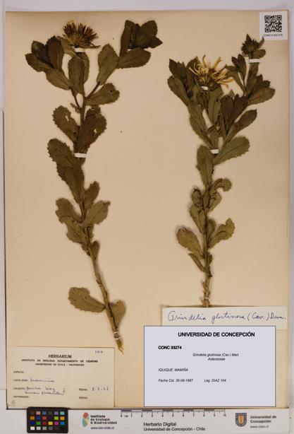 Grindelia glutinosa [Espécimen: UDEC:CONC:0033274]