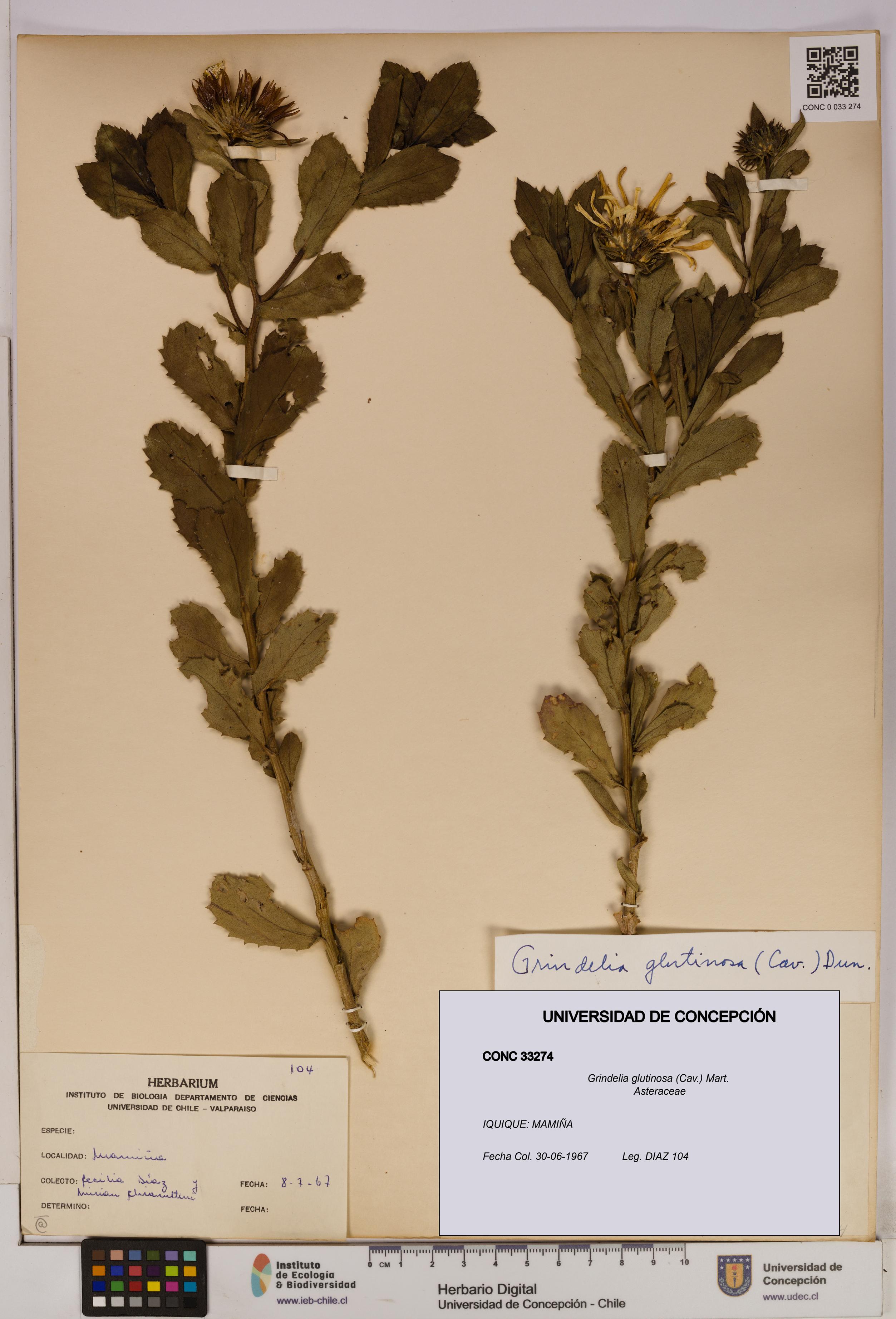 Grindelia glutinosa [Espécimen: UDEC:CONC:0033274]