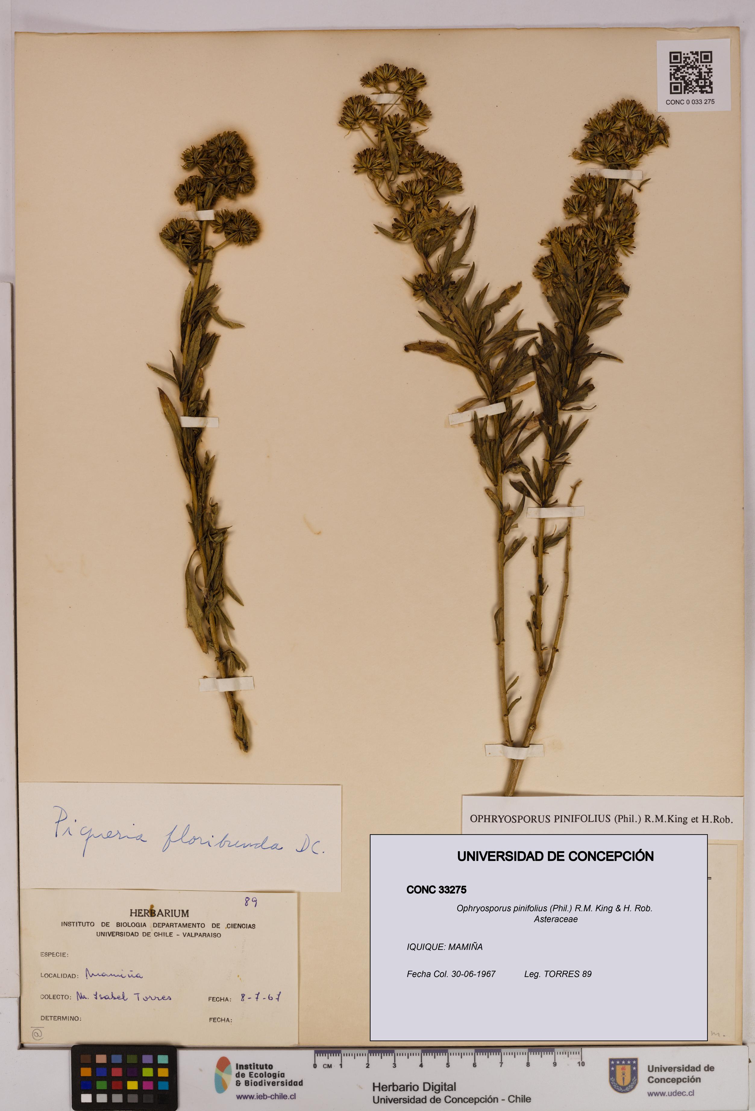 Ophryosporus pinifolius [Espécimen: UDEC:CONC:0033275]