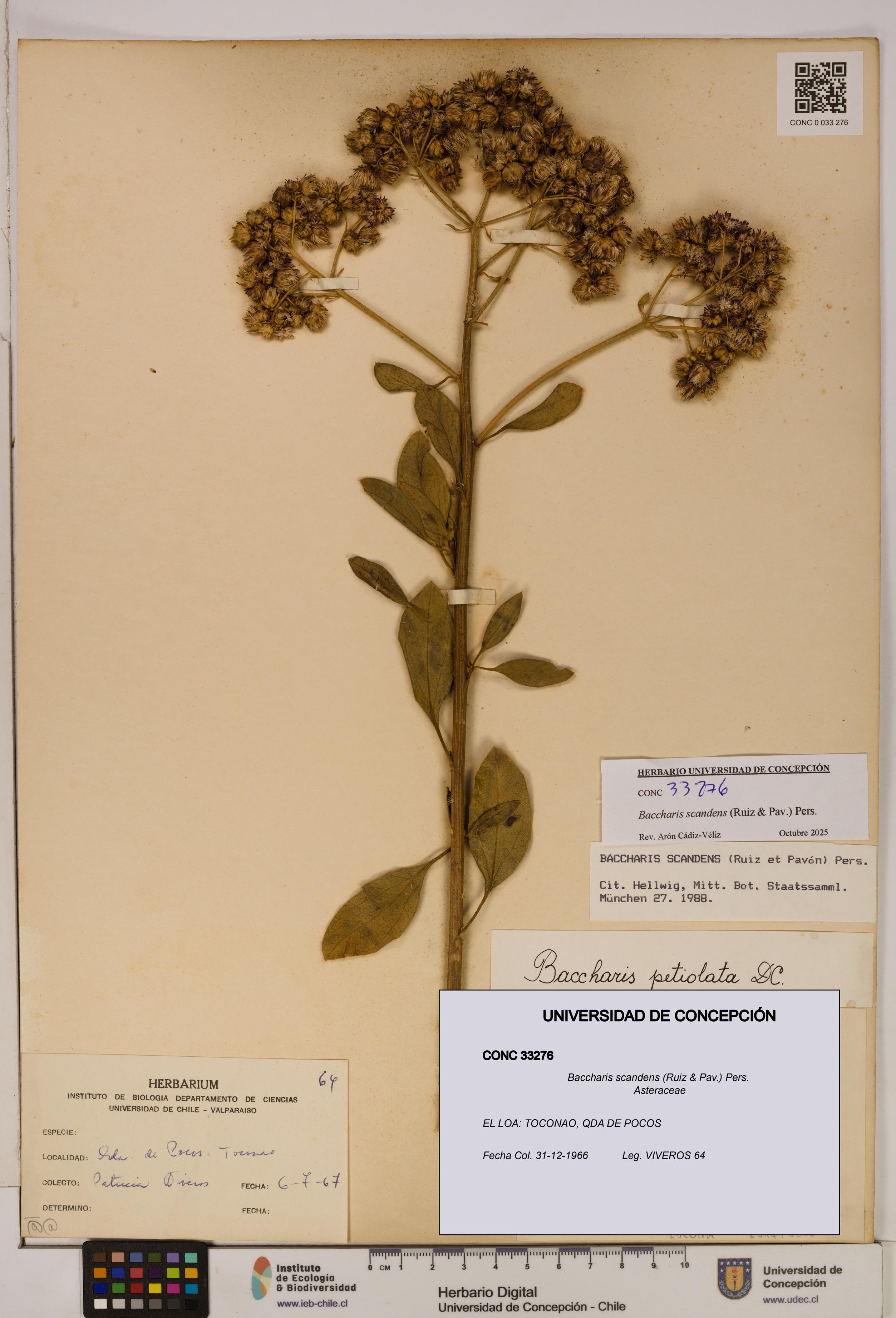 Baccharis scandens [Espécimen: UDEC:CONC:0033276]