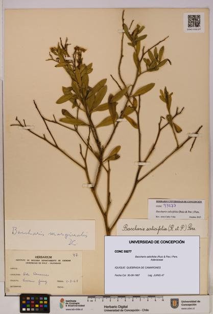 Baccharis salicifolia [Espécimen: UDEC:CONC:0033277]