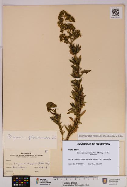 Ophryosporus pinifolius [Espécimen: UDEC:CONC:0033278]