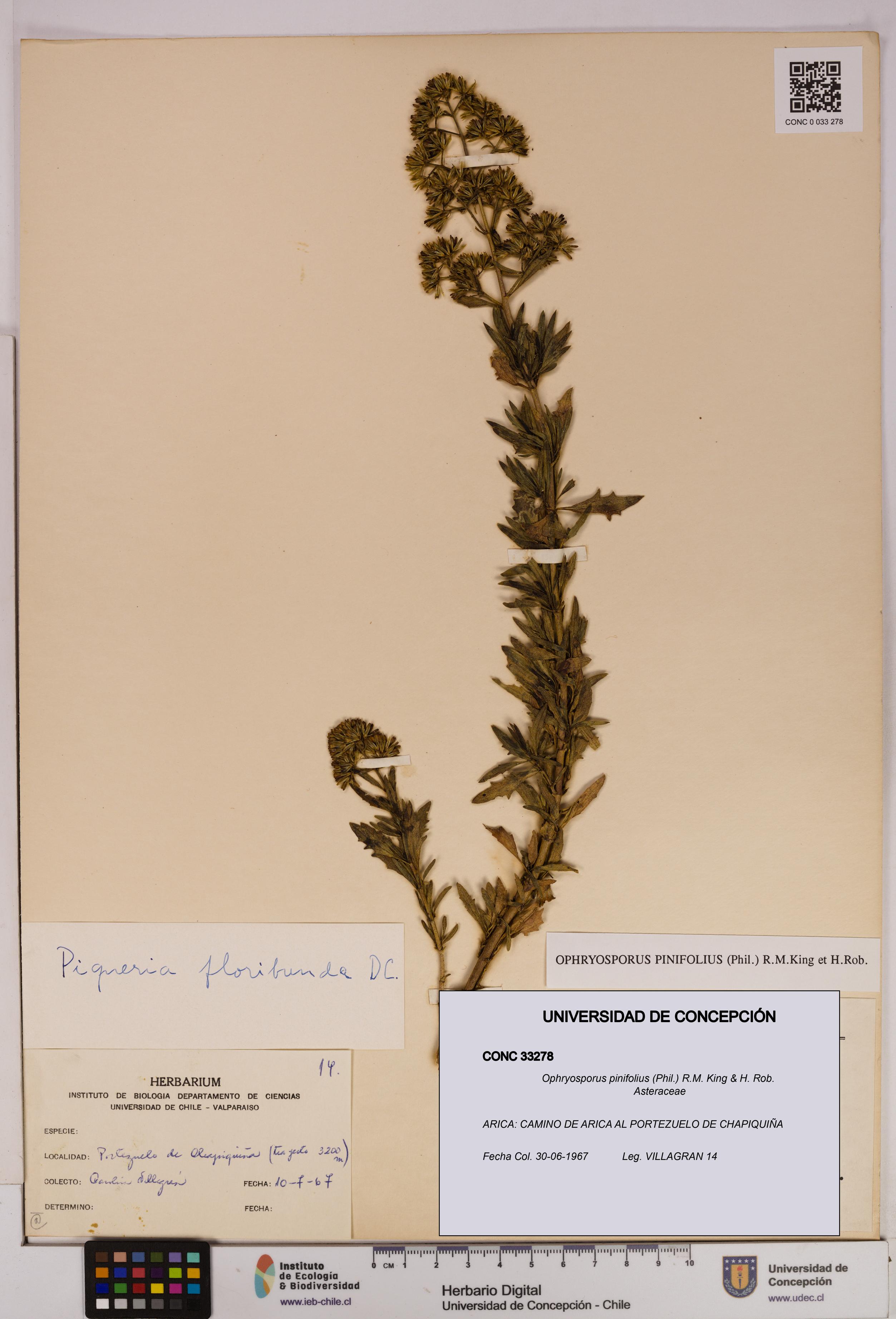 Ophryosporus pinifolius [Espécimen: UDEC:CONC:0033278]