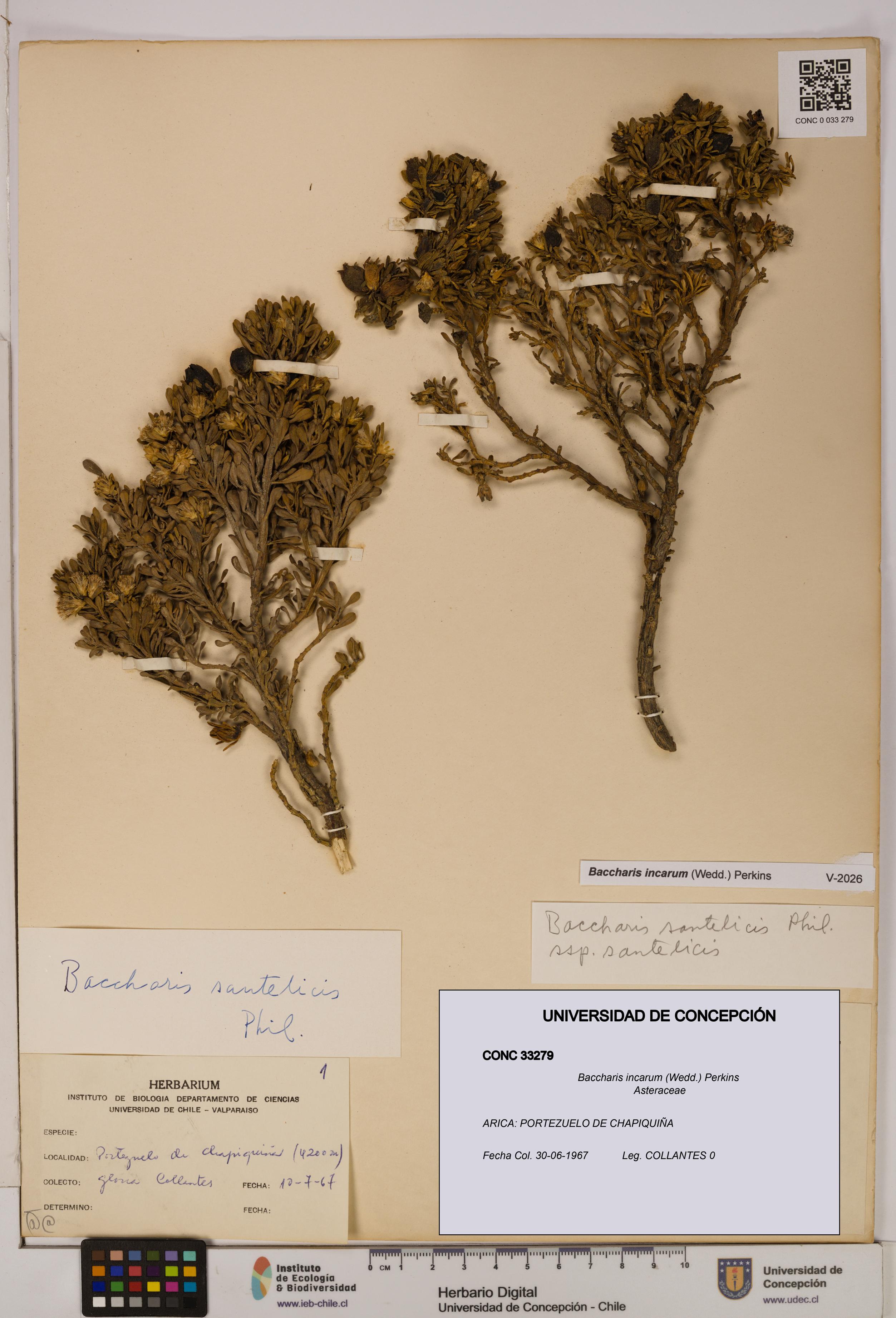 Baccharis incarum [Espécimen: UDEC:CONC:0033279]