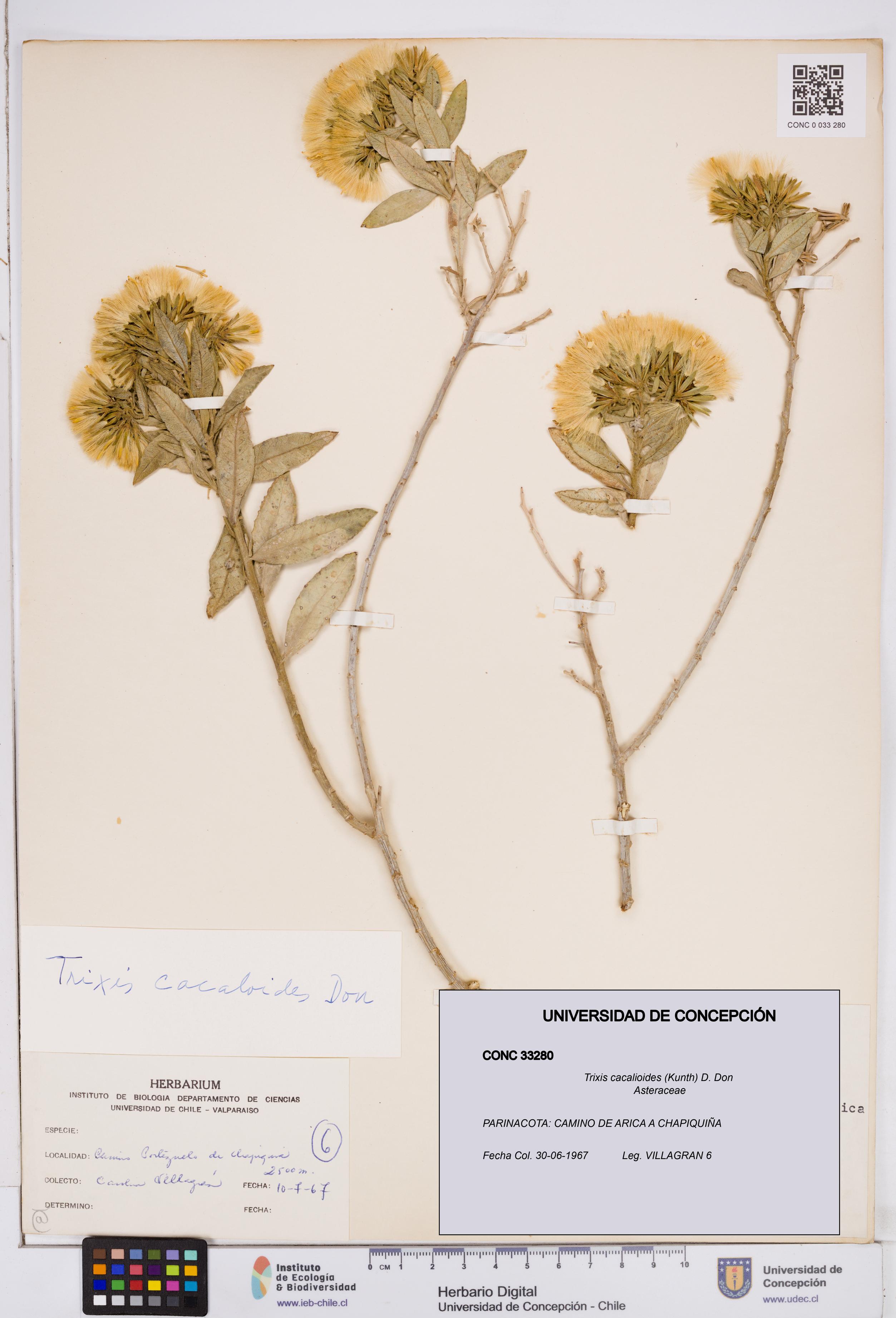 Trixis cacalioides [Espécimen: ]