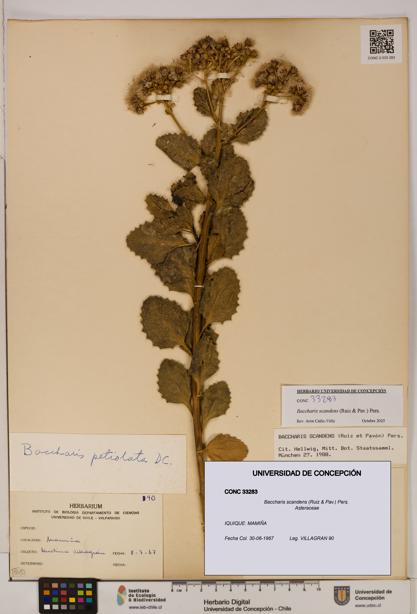 Baccharis scandens [Espécimen: UDEC:CONC:0033283]