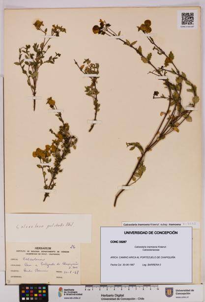 Calceolaria inamoena [Espécimen: UDEC:CONC:0033287]