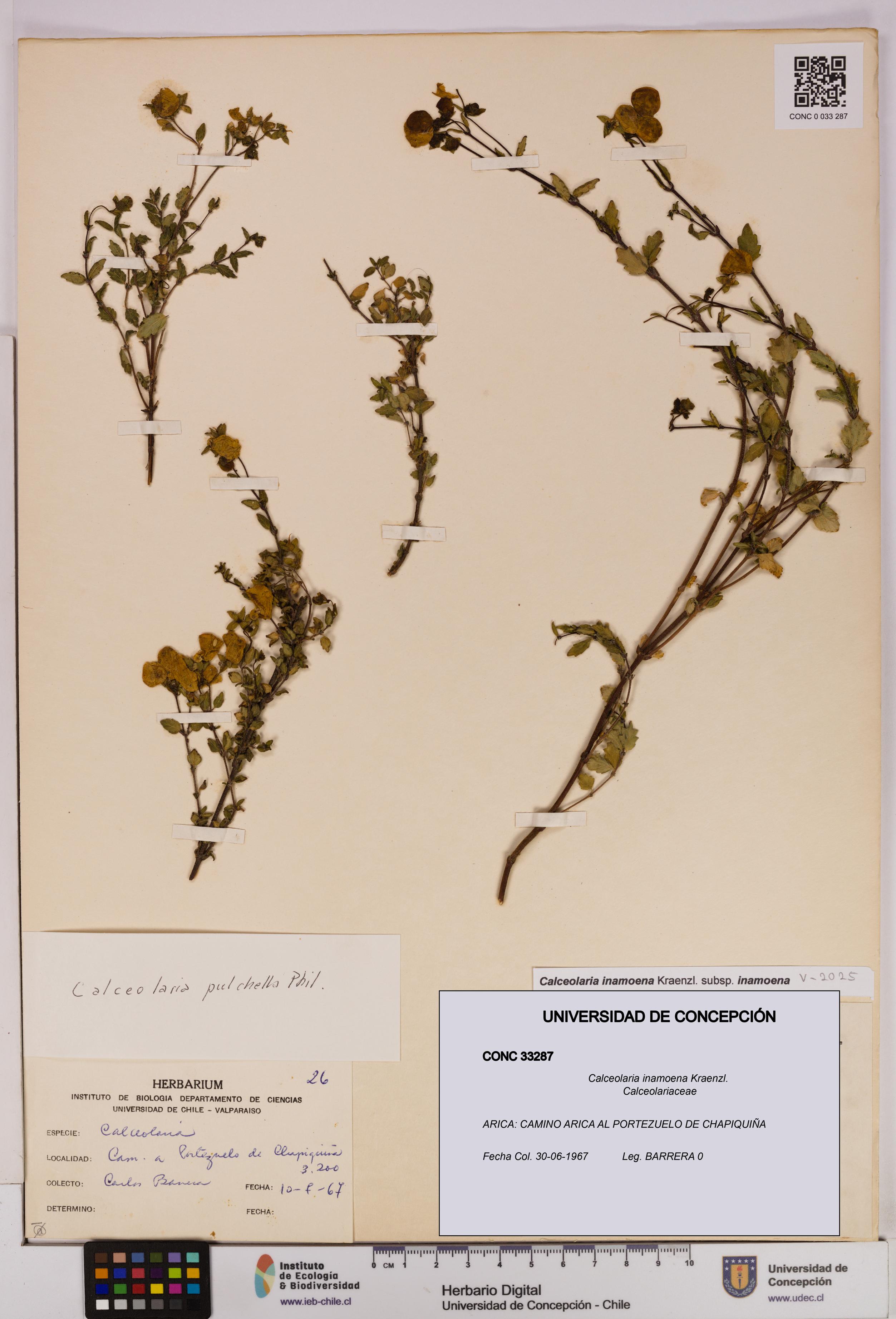 Calceolaria inamoena [Espécimen: UDEC:CONC:0033287]