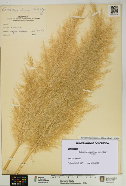 Cortaderia speciosa [Espécimen: UDEC:CONC:0033291]
