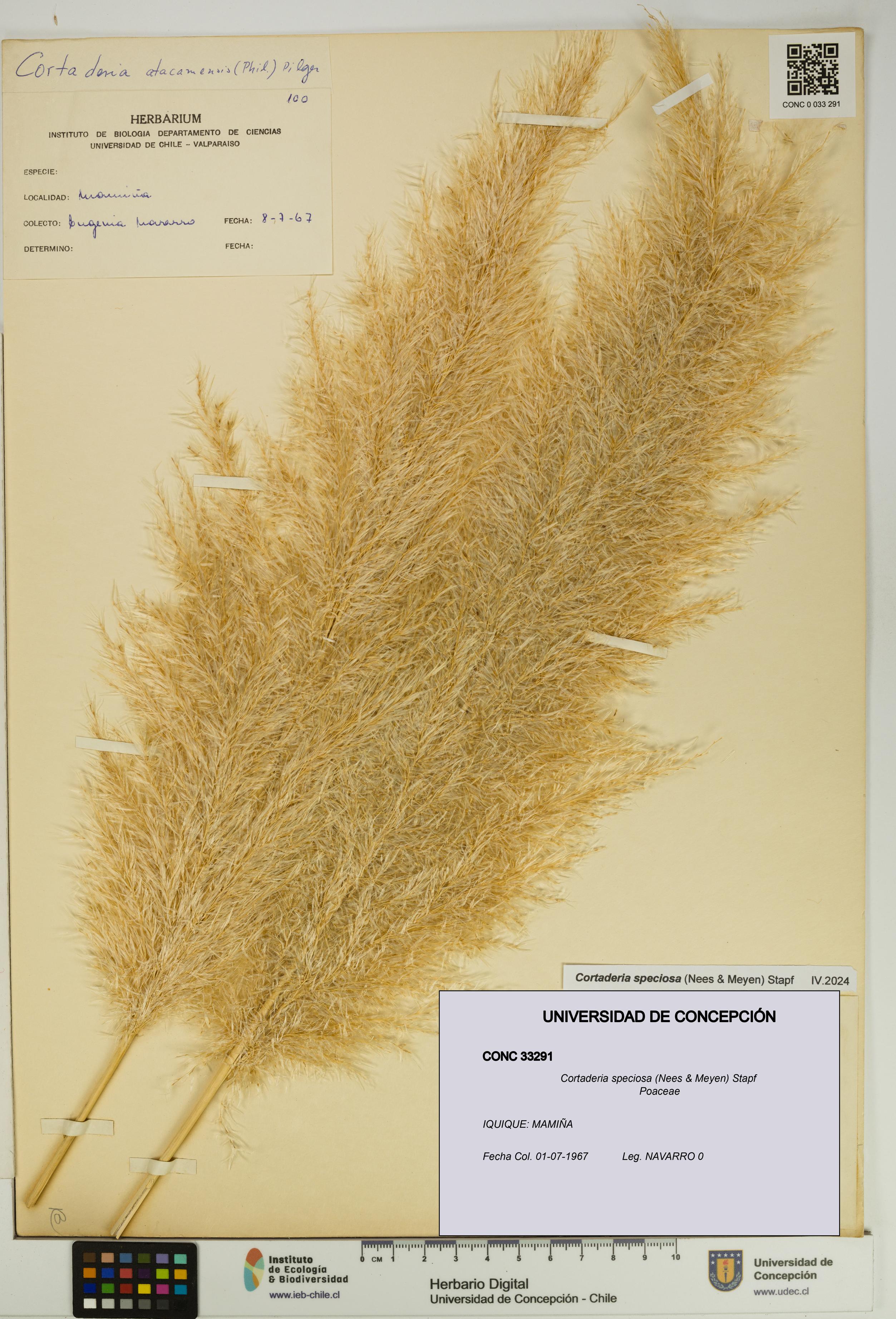 Cortaderia speciosa [Espécimen: UDEC:CONC:0033291]