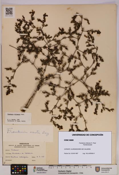 Frankenia chilensis [Espécimen: UDEC:CONC:0033293]
