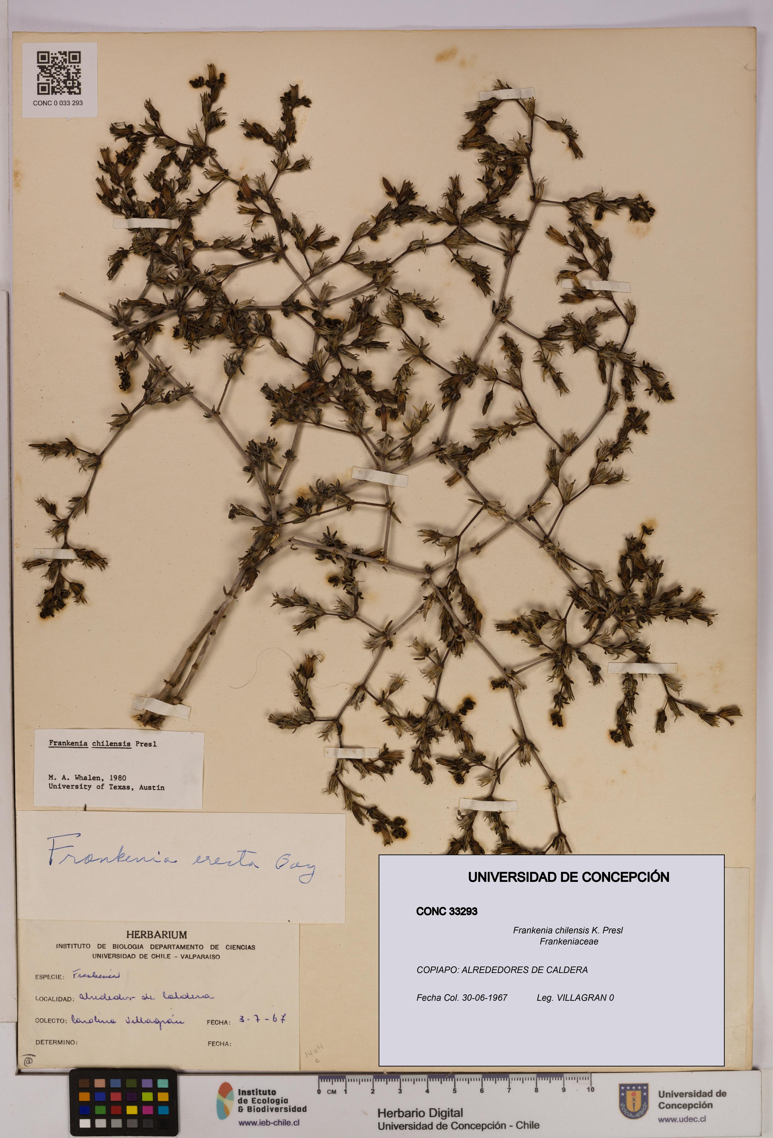 Frankenia chilensis [Espécimen: UDEC:CONC:0033293]
