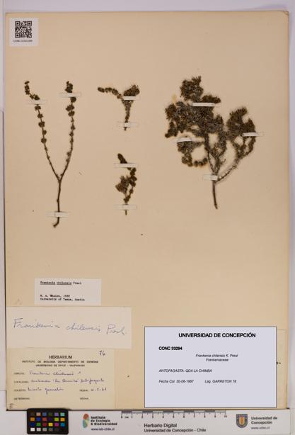 Frankenia chilensis [Espécimen: UDEC:CONC:0033294]