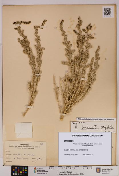 Atriplex imbricata [Espécimen: UDEC:CONC:0033295]