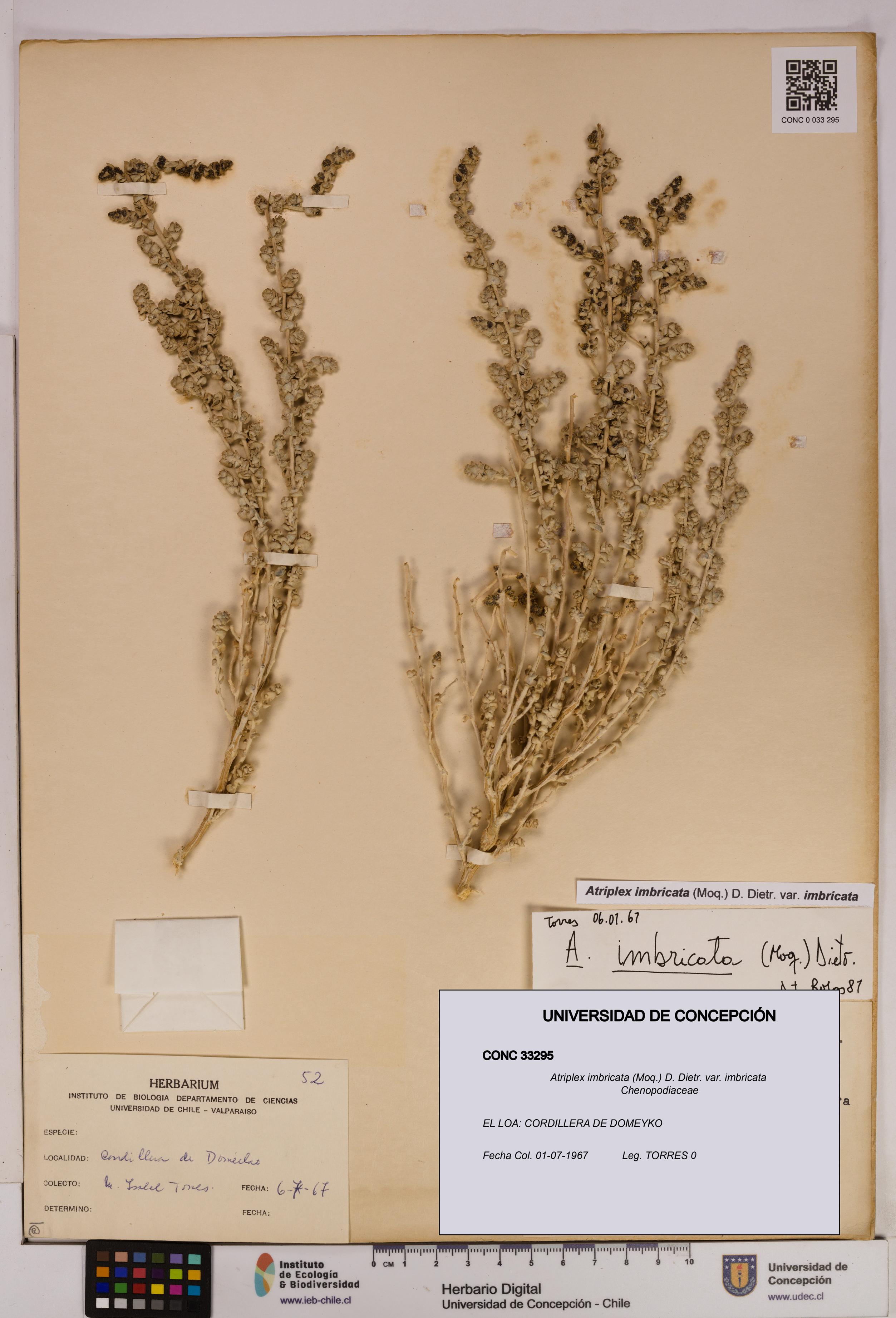 Atriplex imbricata [Espécimen: UDEC:CONC:0033295]