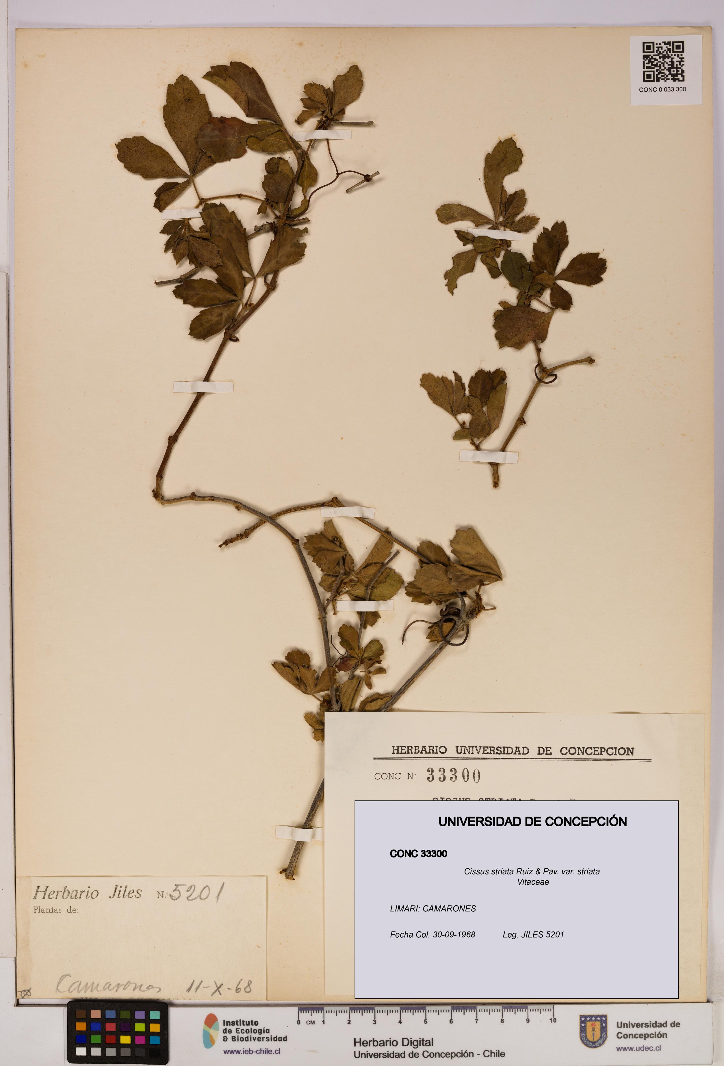 Cissus striata var. striata [Espécimen: UDEC:CONC:0033300]