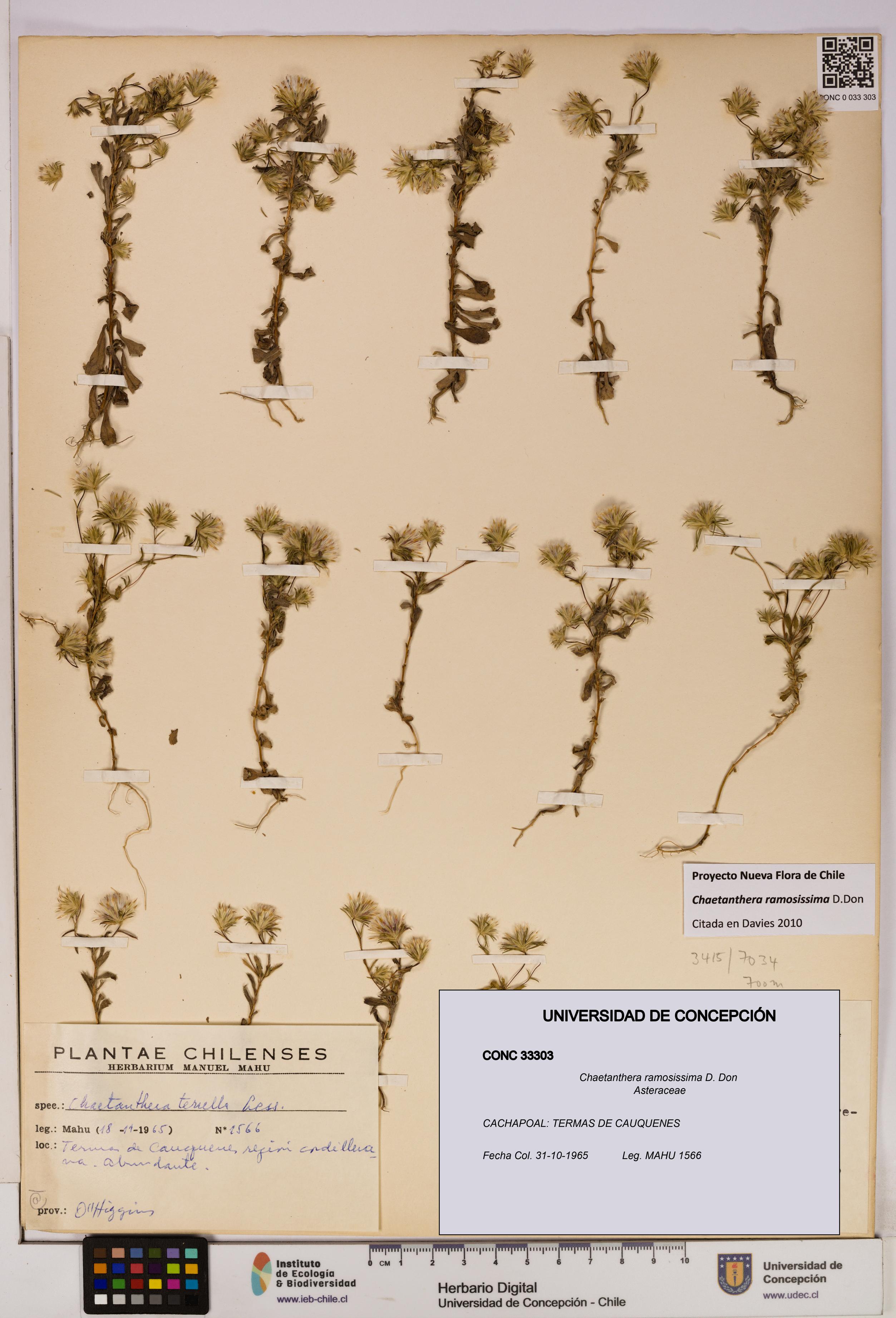 Chaetanthera ramosissima [Espécimen: UDEC:CONC:0033303]