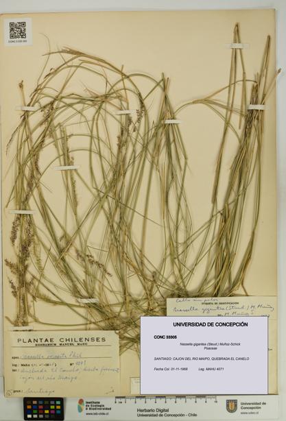 Nassella gigantea [Espécimen: UDEC:CONC:0033305]