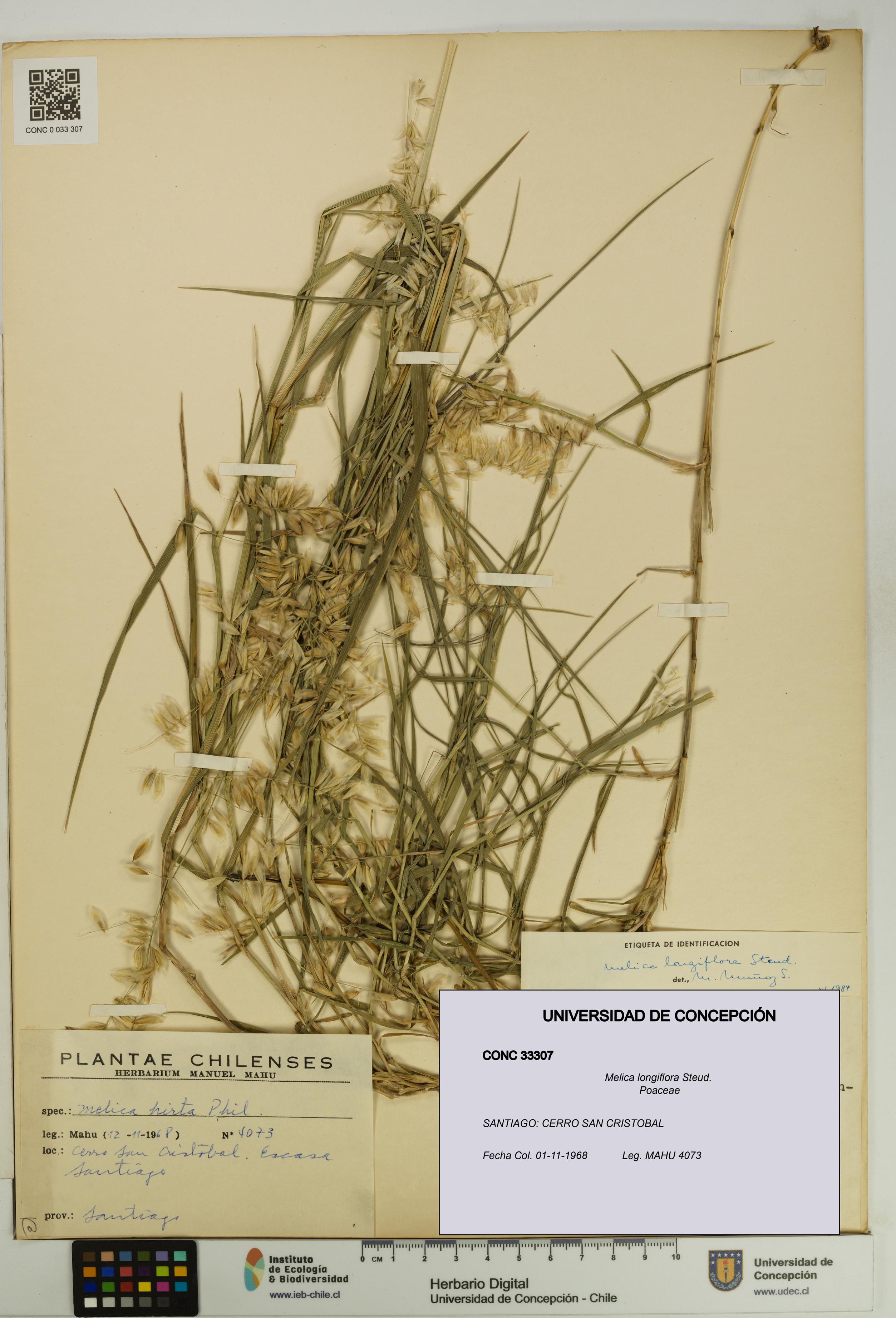 Melica longiflora [Espécimen: UDEC:CONC:0033307]