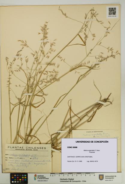Melica argentata [Espécimen: UDEC:CONC:0033308]