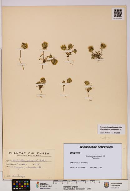 Chaetanthera multicaulis [Espécimen: UDEC:CONC:0033309]