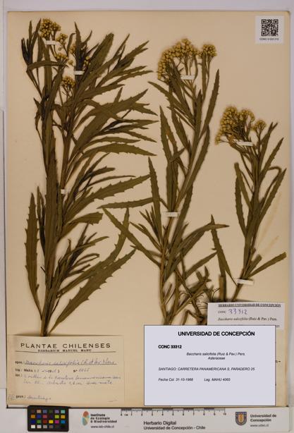 Baccharis salicifolia [Espécimen: UDEC:CONC:0033312]