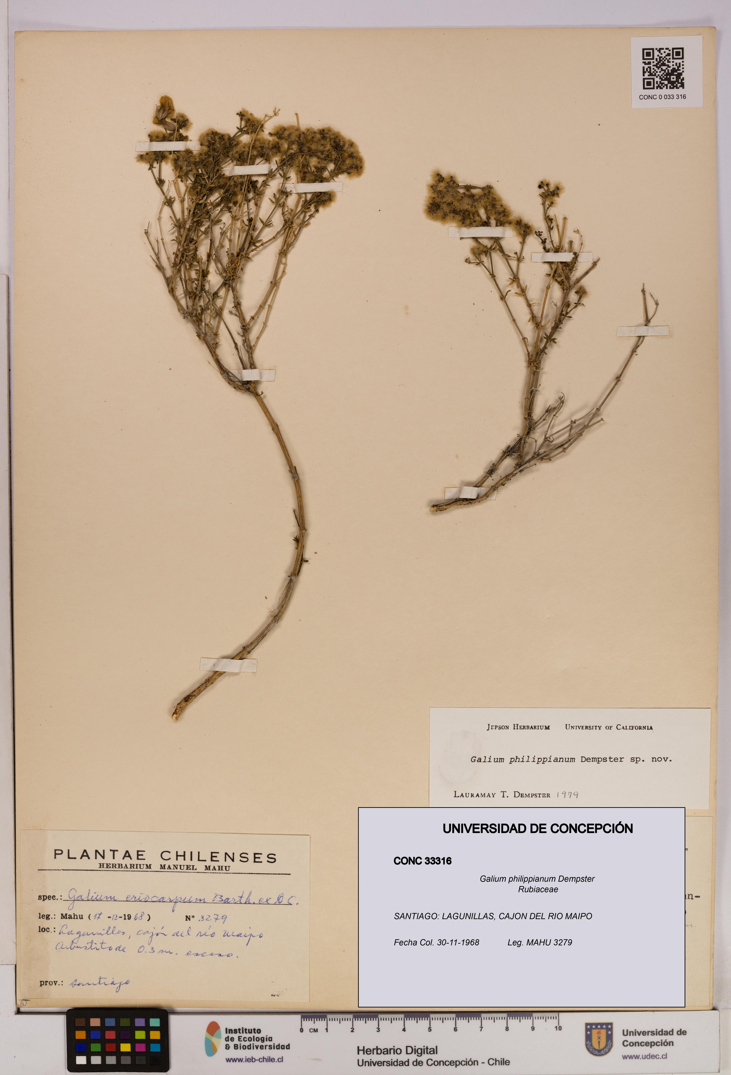 Galium philippianum [Espécimen: UDEC:CONC:0033316]
