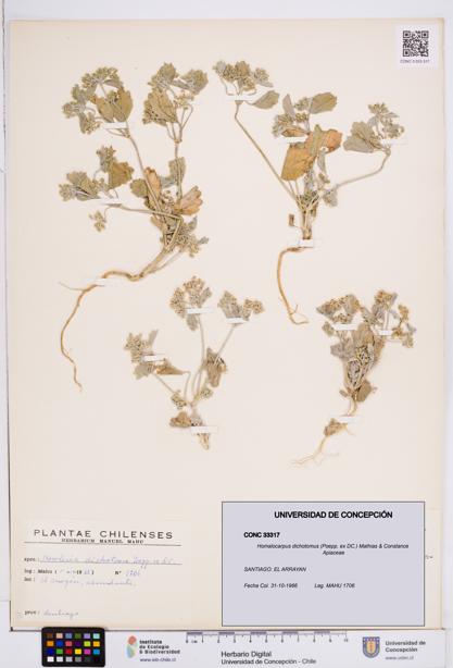 Homalocarpus dichotomus [Espécimen: ]