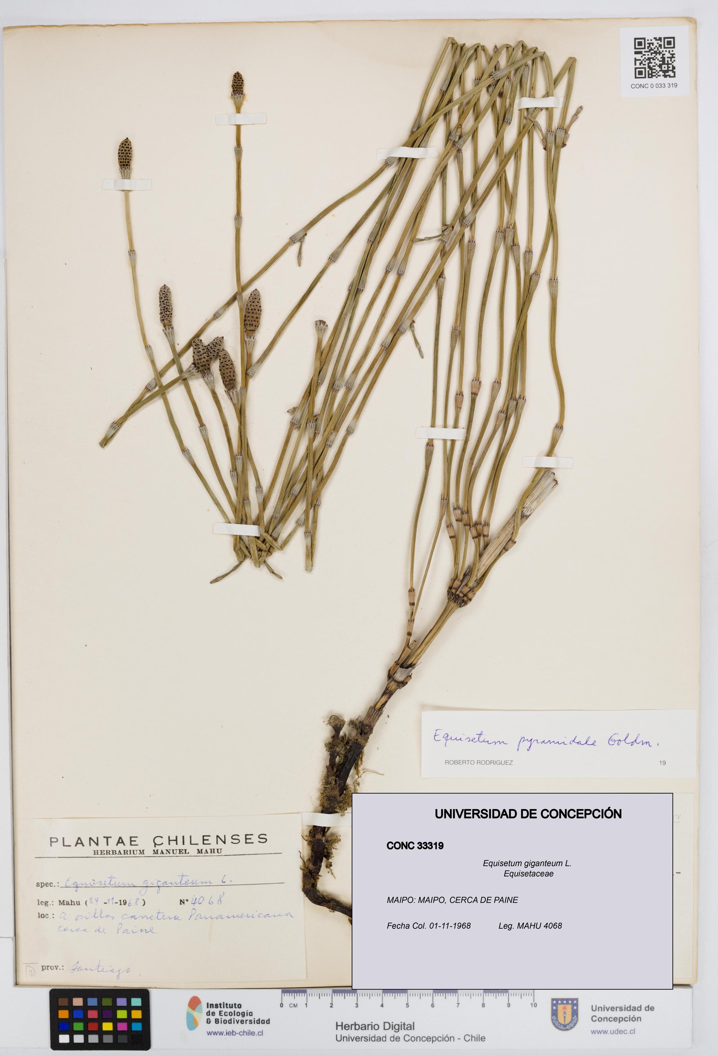 Equisetum giganteum [Espécimen: UDEC:CONC:0033319]