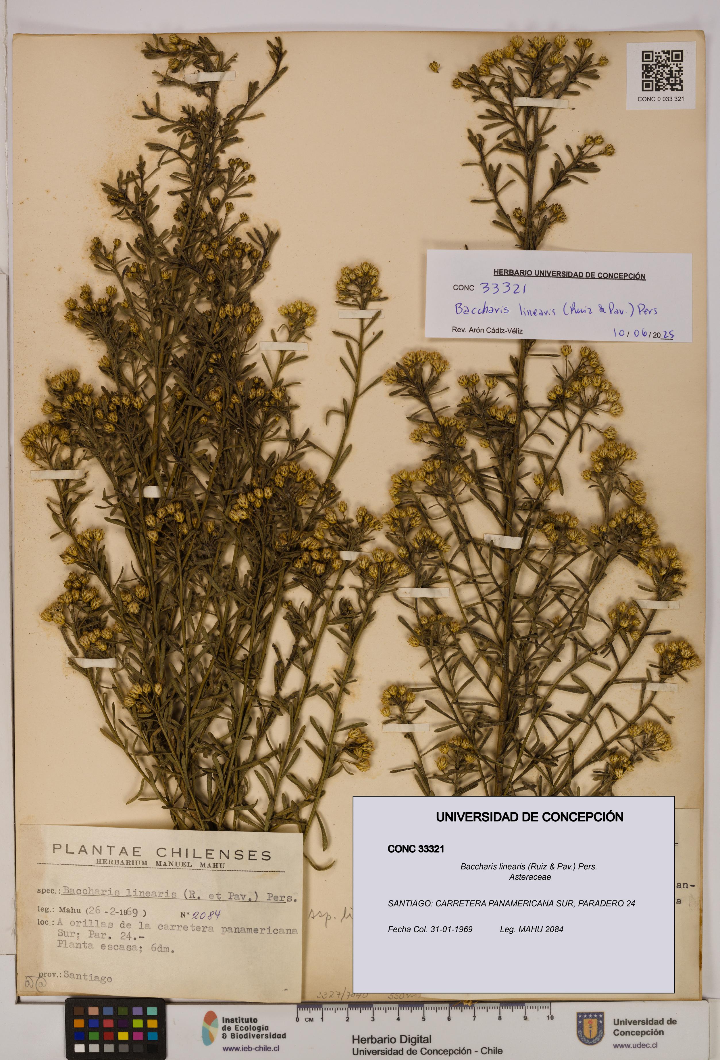 Baccharis linearis [Espécimen: UDEC:CONC:0033321]