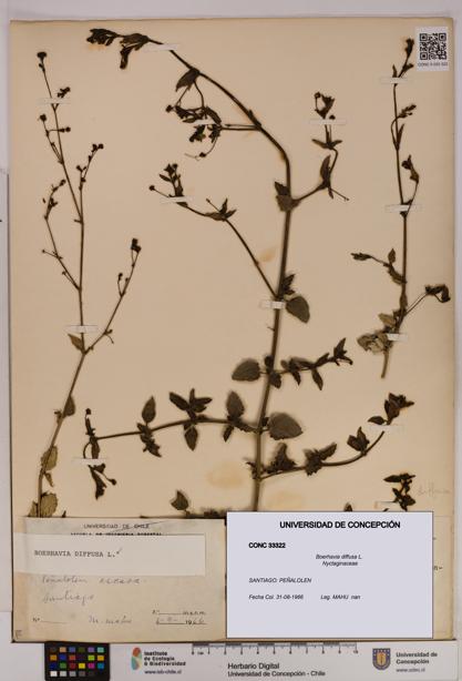 Boerhavia diffusa [Espécimen: UDEC:CONC:0033322]