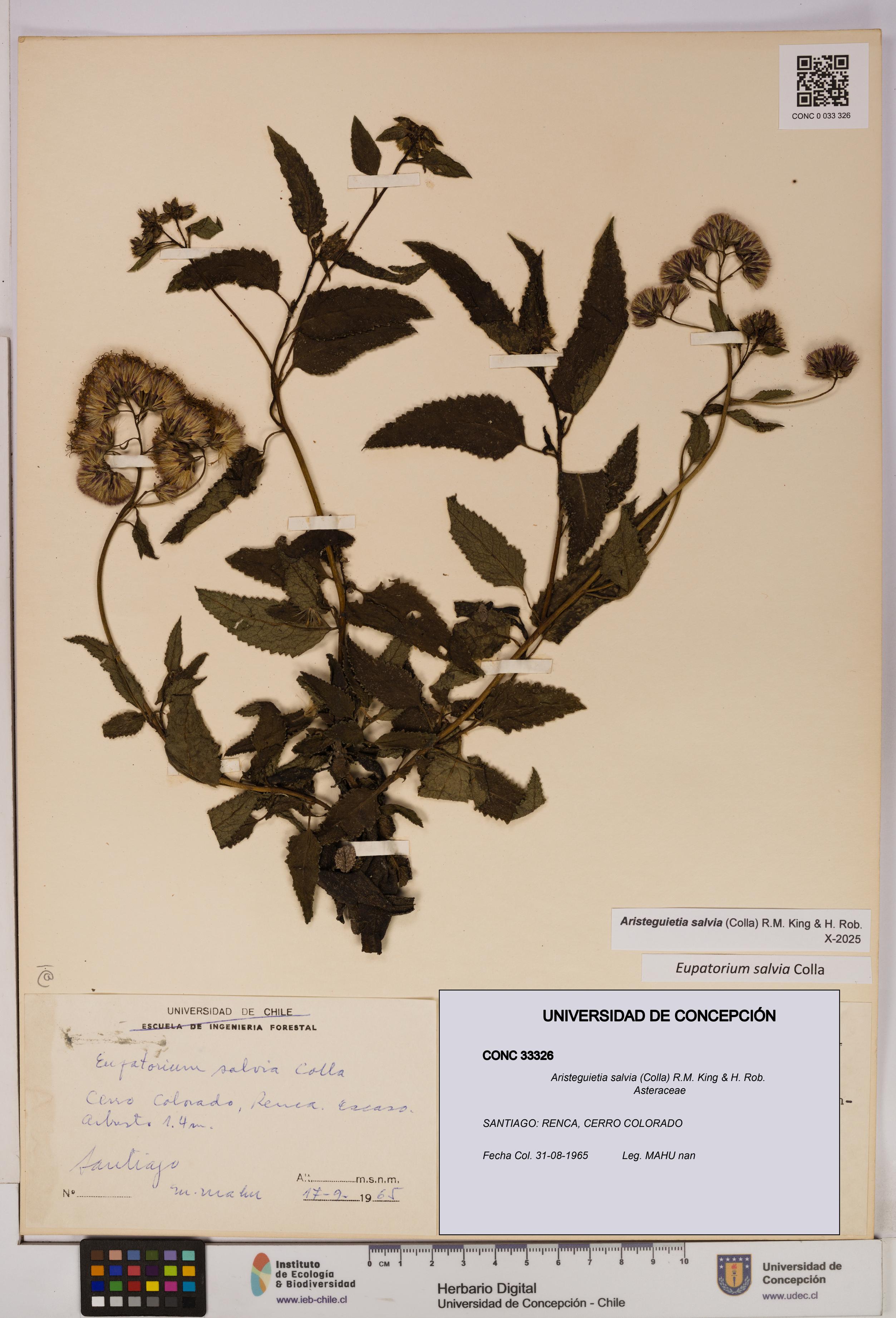 Aristeguietia salvia [Espécimen: UDEC:CONC:0033326]