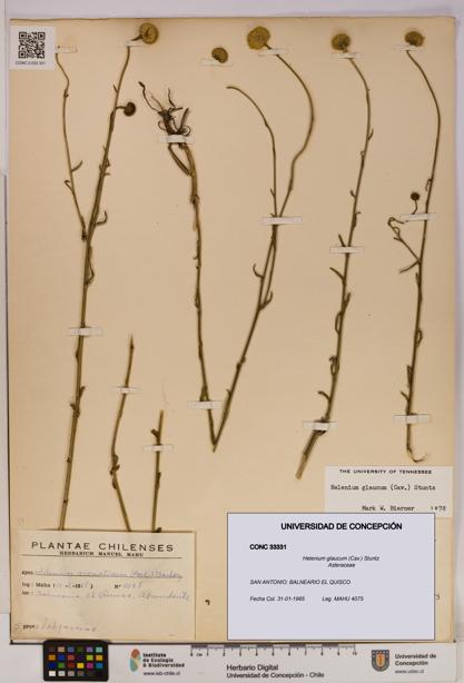 Helenium glaucum [Espécimen: UDEC:CONC:0033331]